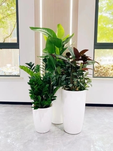 宁波前湾绿植租赁方案大公开，点亮空间新活力